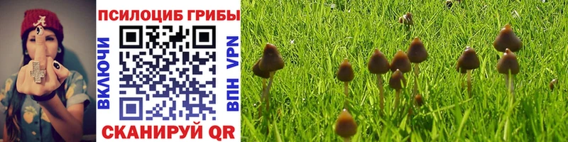 маркетплейс телеграм  Снежногорск  Псилоцибиновые грибы Psilocybine cubensis 
